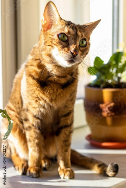 Fototapeta Bengal cat with a funny expression of the muzzle sits on the windowsill