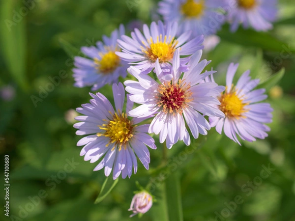 Obraz blooming asters in summer sunny day