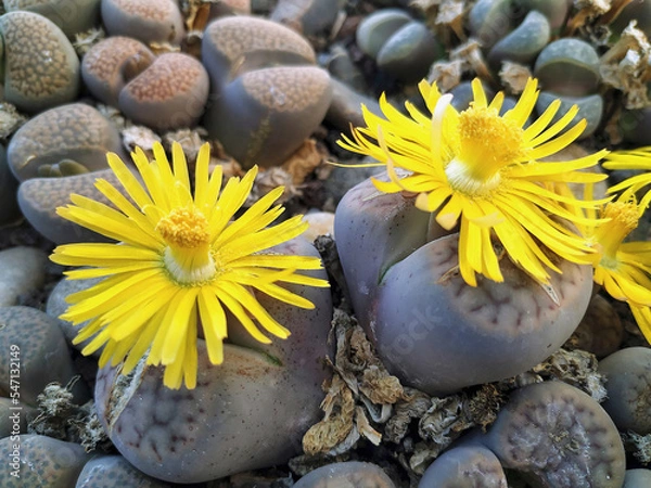 Fototapeta Stoneplants. Lithops sp.