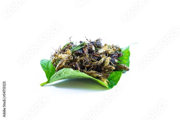 Obraz fried insect in isolated