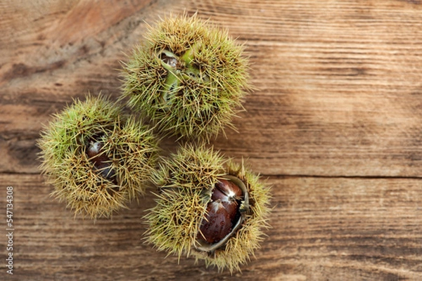 Fototapeta Sweet chestnut fruit. Castanea sativa. Close-up
Fresh fallen sweet chestnuts  on wooden background from above, with copy space for tex.t

