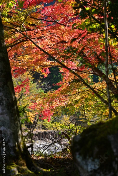 Obraz 赤く染まり始めたモミジの葉