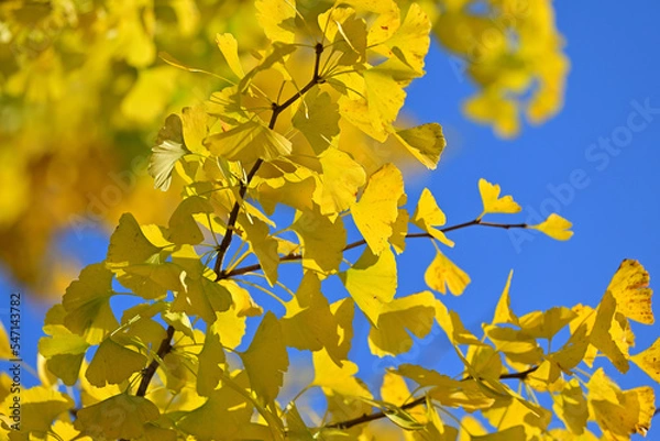 Obraz 青い空に映える黄色く色付いたイチョウの葉