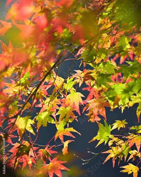 Obraz 赤く染まり始めたモミジの葉