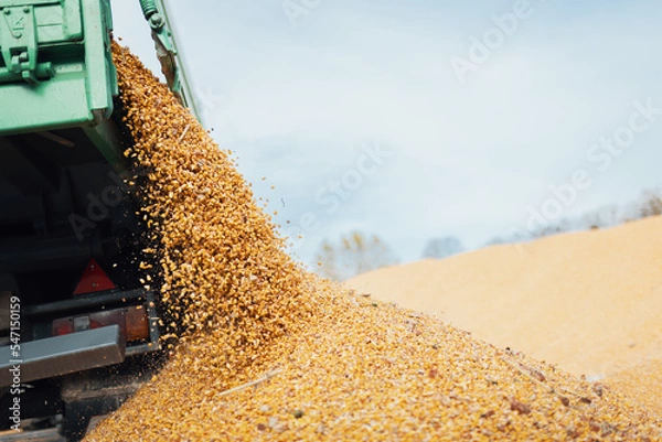 Obraz Tractor unloading corn after harvest
