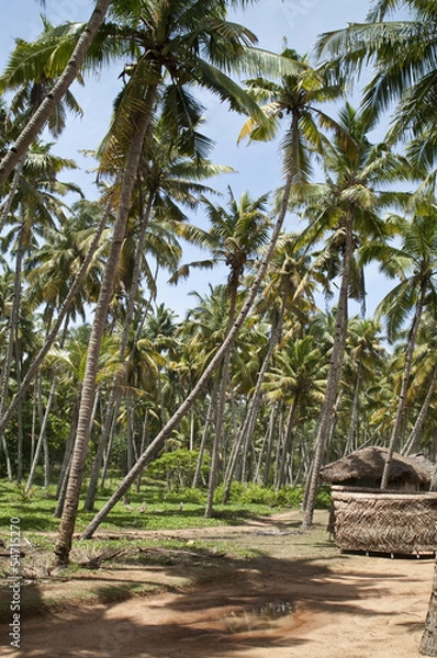 Obraz Tropical jungle