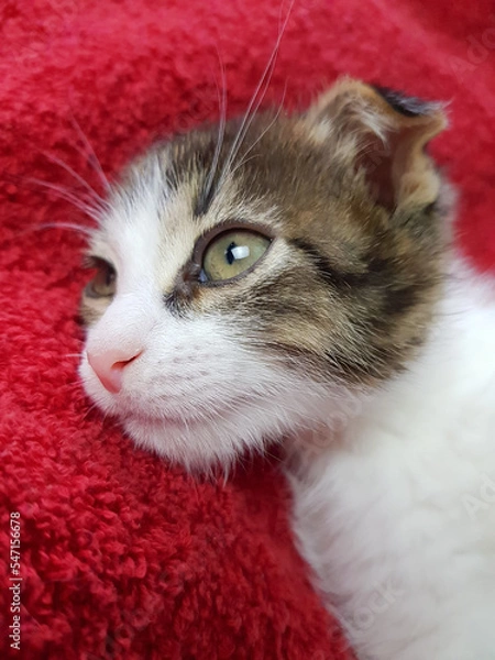 Obraz a cute little lop-eared kitten lies on a soft fluffy blanket with a thoughtful look. looks into the distance