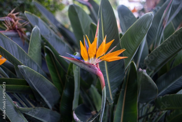 Obraz Strelitzia
