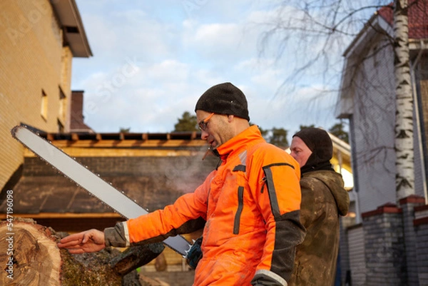 Fototapeta A woodcutter saws a tree with a chainsaw