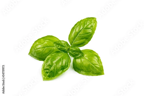 Fototapeta basil isolated on white background