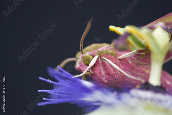 Fototapeta petit sphinx de la vigne (deilephila porcellus) (sphingidae) ( lepidoptere) posé sur une passiflore (passiflora caerulea) (passifloraceae)