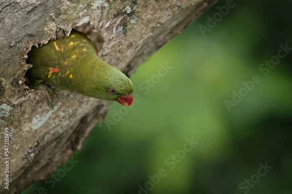 Fototapeta loriquet vert (trichoglossus chlorolepidotus) preparant son nid