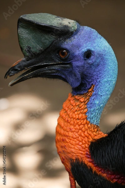 Fototapeta casoar unicaronculé (casuarius unappendiculatus)(casuariidae)