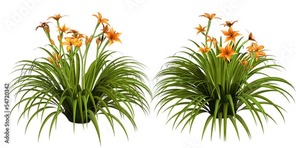 Fototapeta Day lily