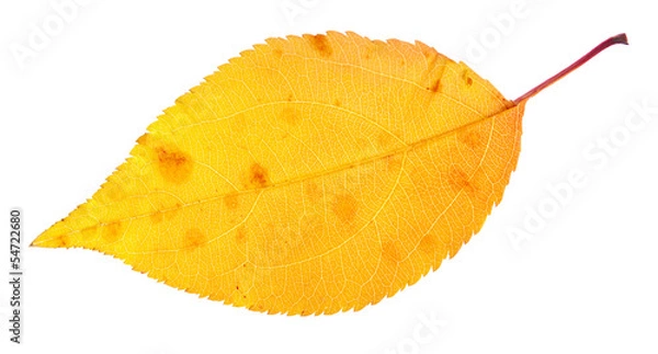 Obraz autumn leaf