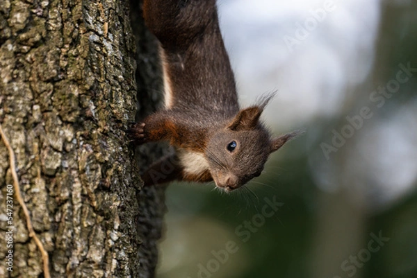 Fototapeta Eichhörnchen