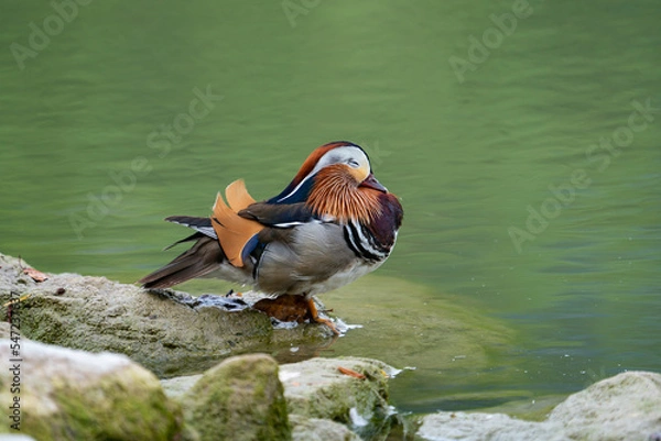 Obraz Mandarinenente