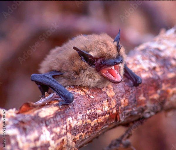 Fototapeta Little Brown Bat.  The little brown bat (sometimes called little brown myotis) (Myotis lucifugus) is a species of the genus Myotis (mouse-eared bats), one of the most common bats of North America.
