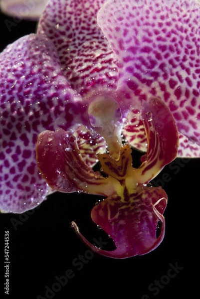 Fototapeta Orchidée papillon phalaenopsis 