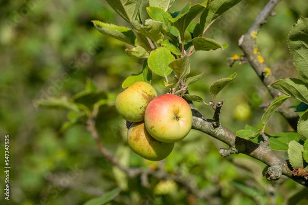 Fototapeta Ripe apples on an apple tree with a blurry background