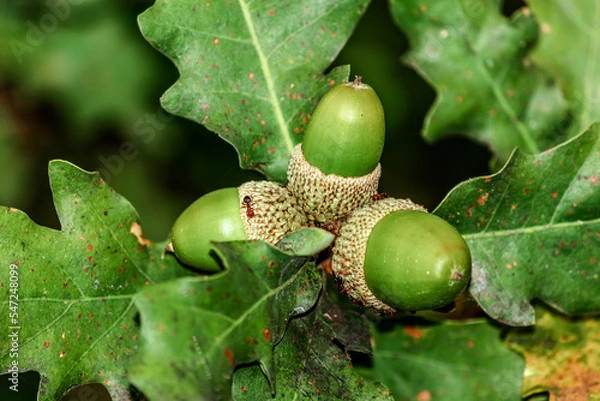 Fototapeta Quercus petraea(binomial name) sessile oak, Cornish oak, Irish Oak or durmast oak on the tree