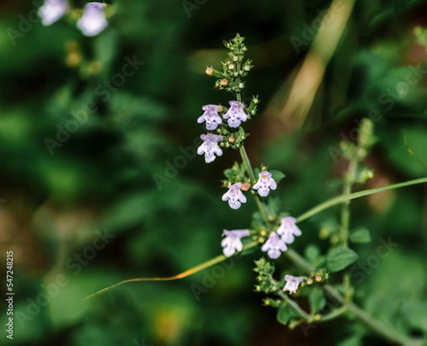Fototapeta Calamintha nepeta subsp. nepeta (binomial name) flowers