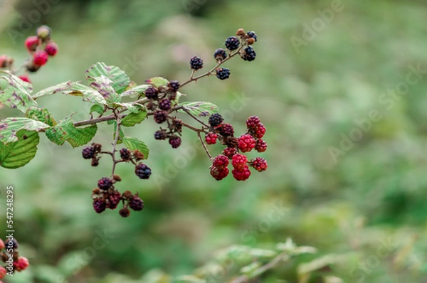 Fototapeta Rubus Allegheniensis(Binomial name), Allegheny blackberry or common blackberry