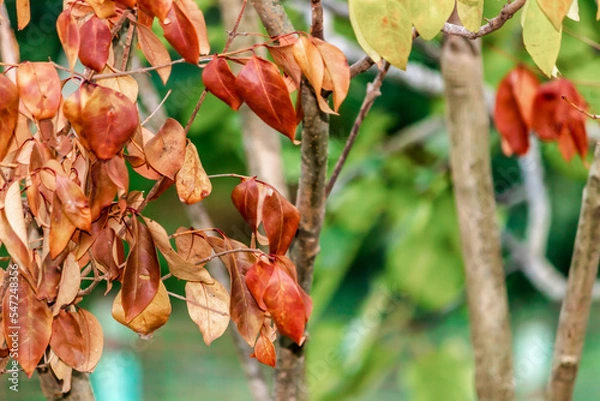 Fototapeta Cratoxylum or Cratoxylon (binomial name) tree in autumn