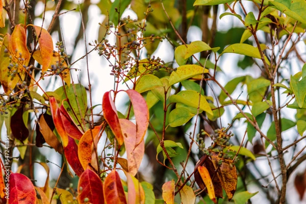 Fototapeta Cratoxylum or Cratoxylon (binomial name) tree in autumn
