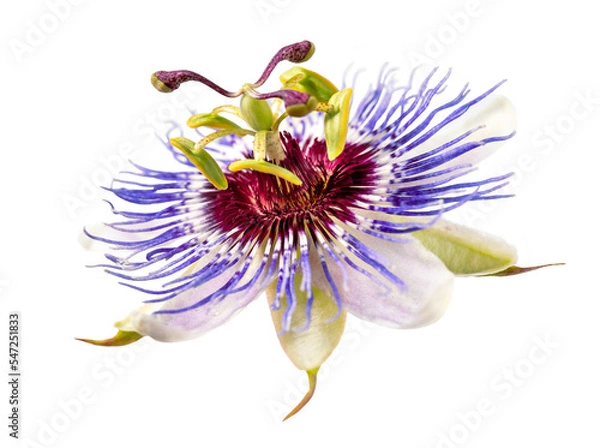 Fototapeta Passiflora (passion flower) isolated on white background. Big beautiful flower macro