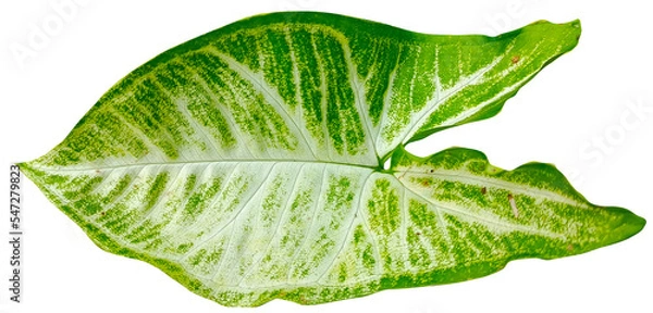 Obraz Singonium Leaves