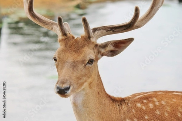 Obraz deer stag close up by river water