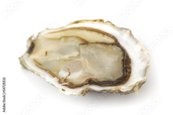 Obraz Oyster on white