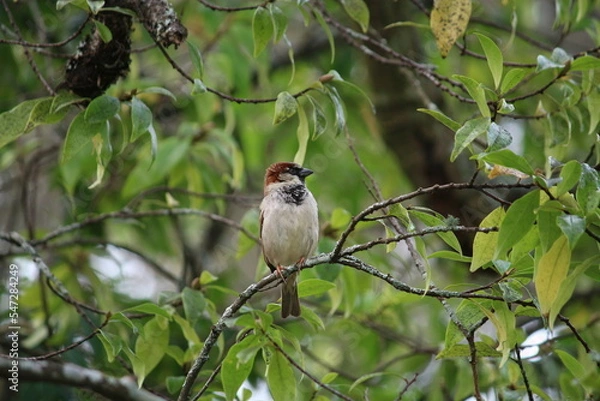 Fototapeta sparrow on the tree