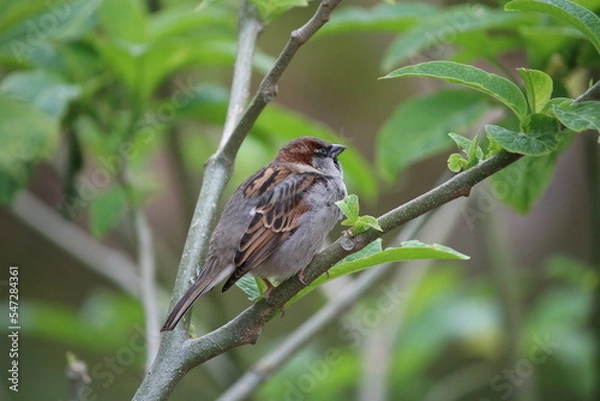 Fototapeta robin on a branch