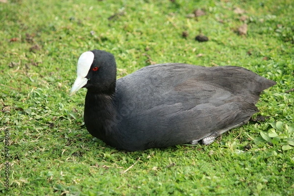 Fototapeta The Eurasian coot (Fulica atra), also known as the common coot, or Australian coot, is a member of the rail and crake bird family, the Rallidae. It is found in Europe, Asia, Australia, New Zealand 
