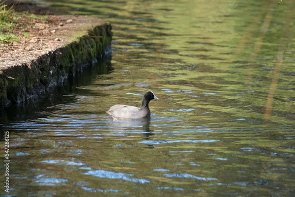 Fototapeta The Eurasian coot (Fulica atra), also known as the common coot, or Australian coot, is a member of the rail and crake bird family, the Rallidae. It is found in Europe, Asia, Australia, New Zealand and