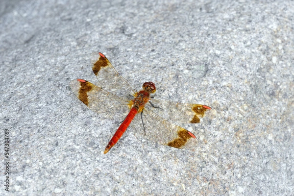 Obraz ミヤマアカネの雄（北海道・知床）
