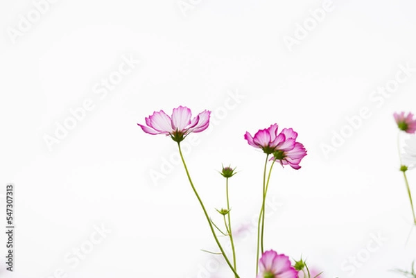 Obraz 透明感のあるコスモス