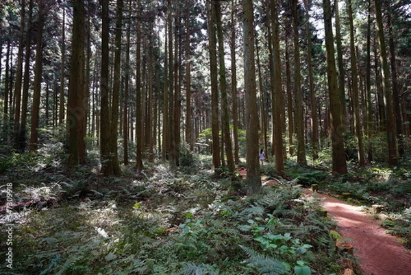 Fototapeta refreshing autumn forest with path