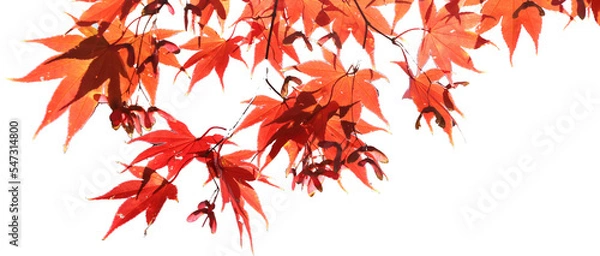 Obraz 단풍잎 - 누끼