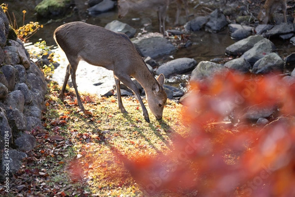 Fototapeta 鹿