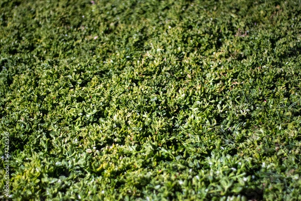 Obraz green grass background