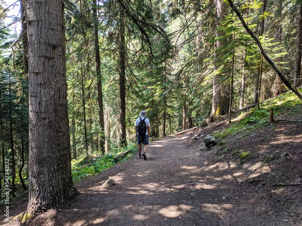 Fototapeta Arkhyz, Karachay-Cherkessia, Russia - August 25, 2022: Beautiful view of the coniferous forest. The rays of the sun break through the branches of trees. Man with a backpack walks along the path