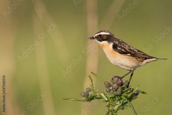 Fototapeta Bird Whinchat Saxicola rubetra - bird sitting on the weed, male, amazing background with warm light summer time Poland, Europe