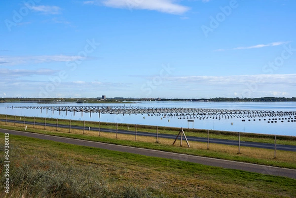 Fototapeta Mussel farm in the water. Landscape from Grevelinger meer in South Holland on the Brouwersdam.