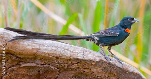 Obraz Red-collared widowbird, Euplectes ardens, in breeding plumage