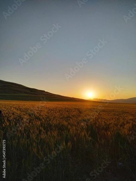 Fototapeta sunset over the field