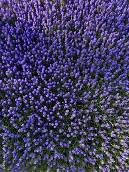 Obraz flower background