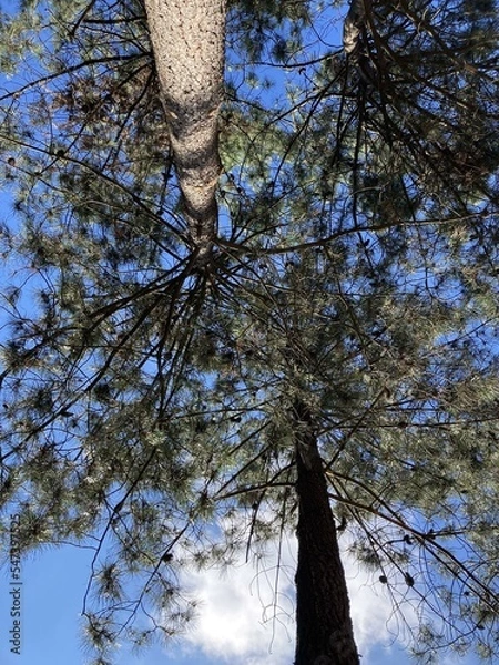 Obraz trees in the forest